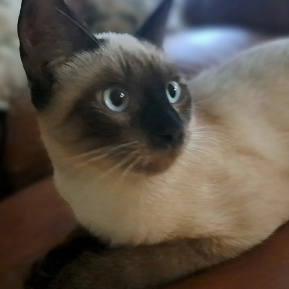 Meet your Posher, Michelle - Picture 10 of 11